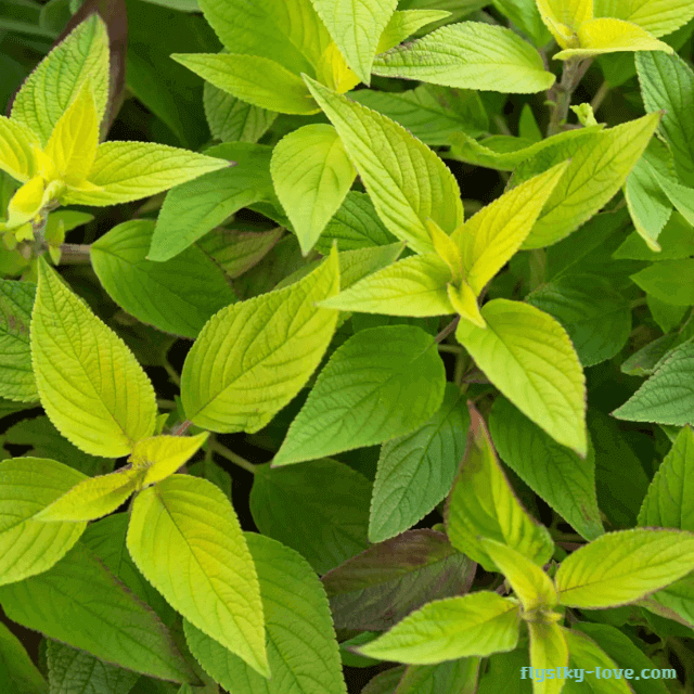 파인애플 세이지 효능