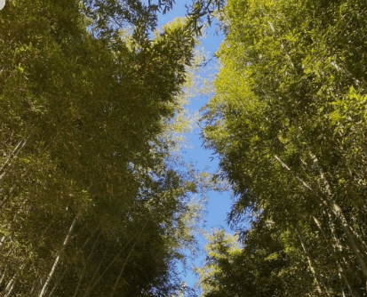 가을여행 단풍 기차여행 추천