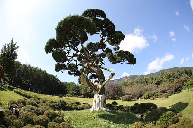 수목 치료사의 기원과 발전 과정