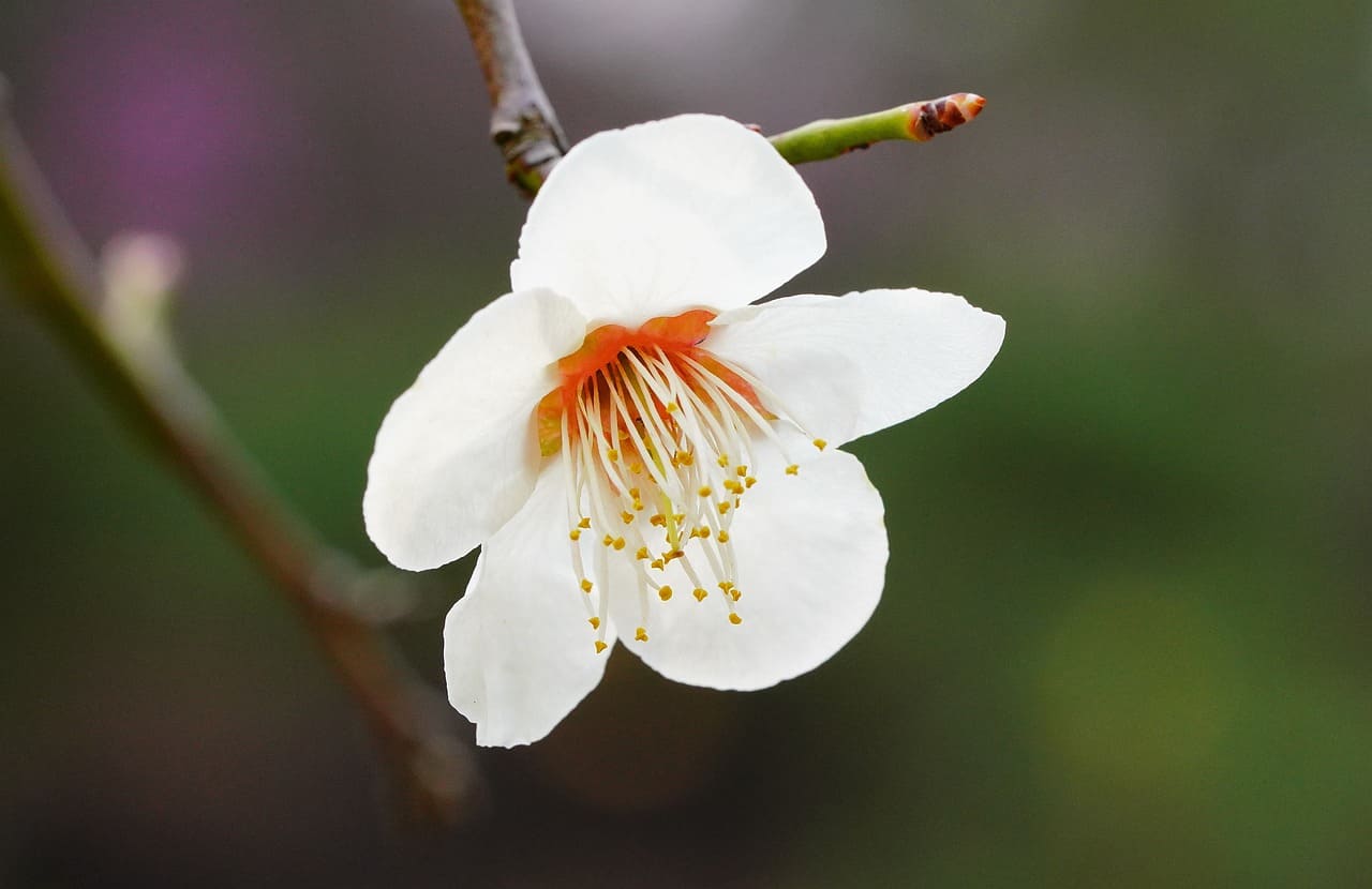 매실주 담그기 담그는법 비율 숙성기간