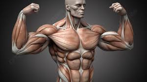 근육량 늘리는 방법