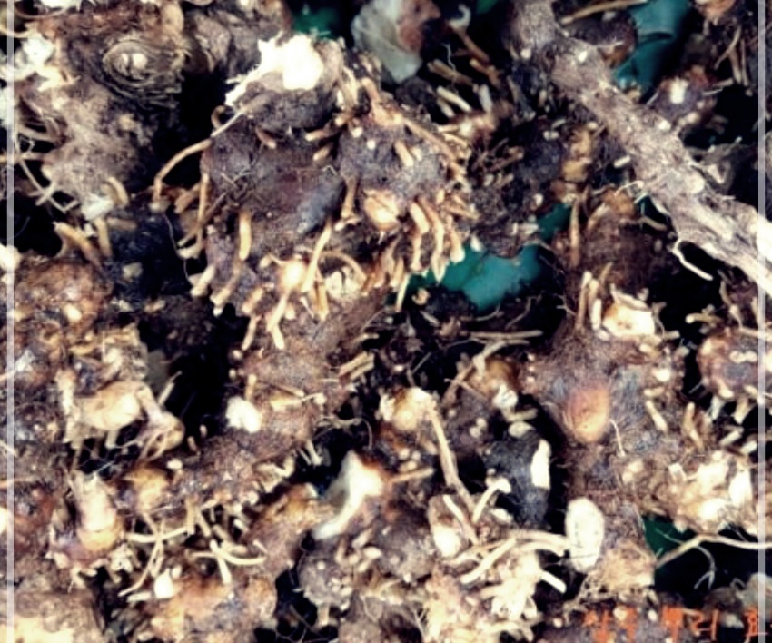 삽주뿌리의 숨겨진 비밀: 매일 섭취하면 벌어지는 놀라운 변화