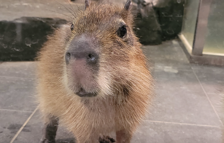 가평 신비동물원