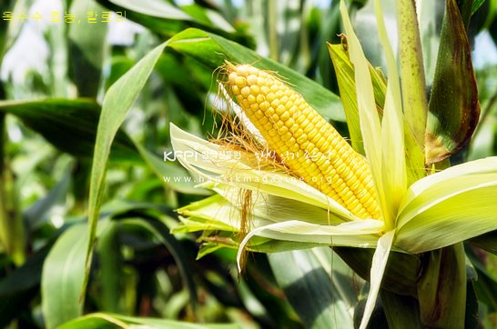 옥수수 효능