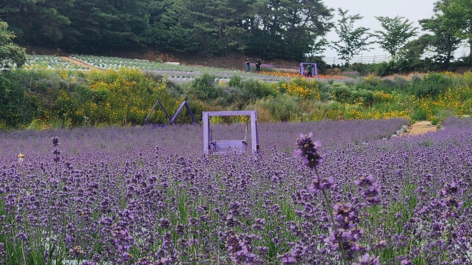 2025 고창청농원 라벤더축제, 향기로운 보랏빛 힐링!(5.23~6.29)