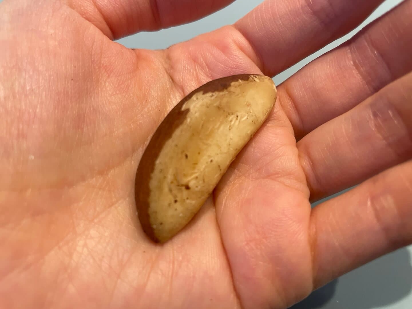 브라질너트 섭취 후기 - 큰 알