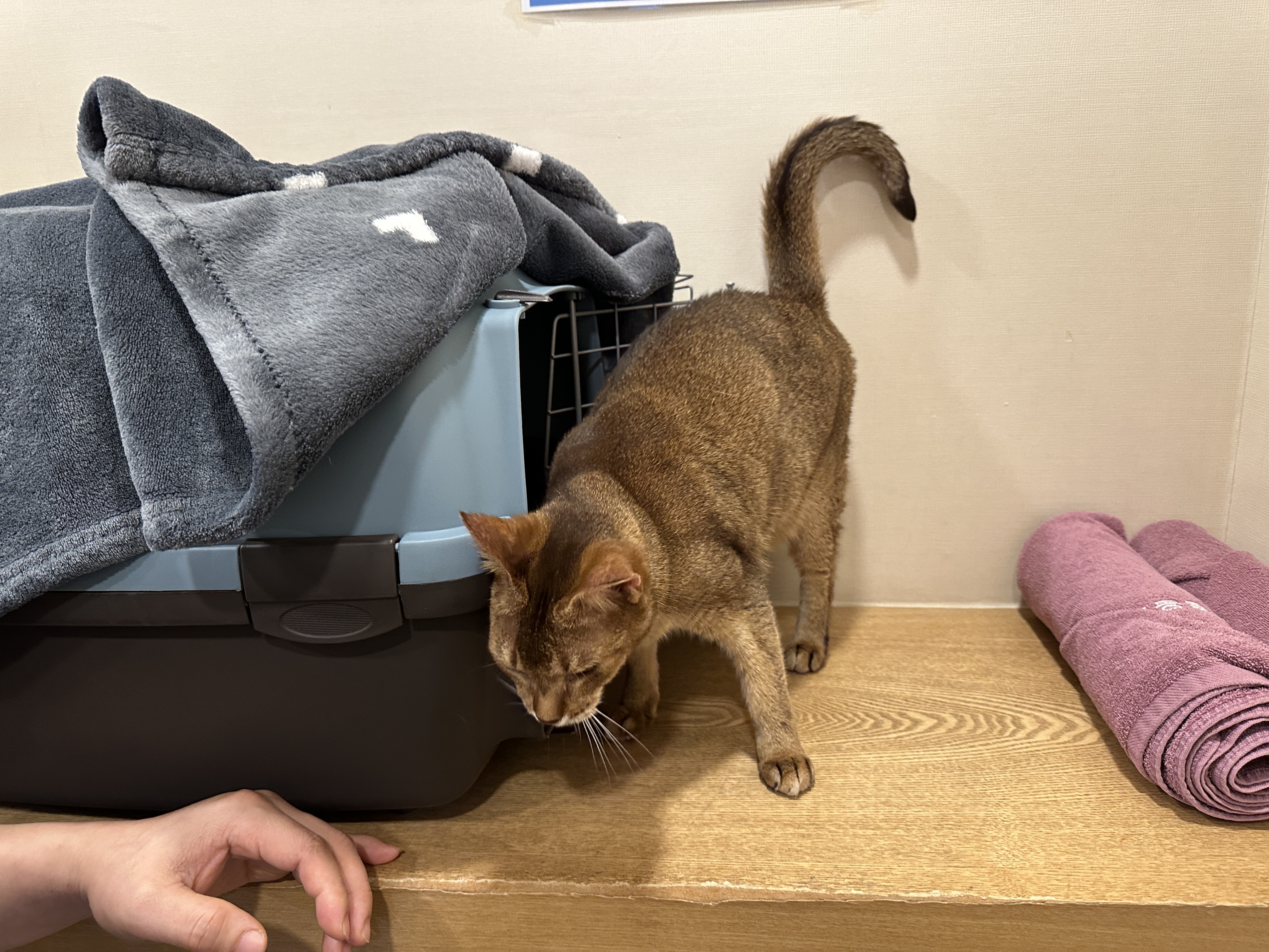 기분이_좋은_외동스타일_고양이_루디