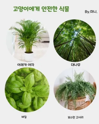 고양이에게 안전한 식물_6