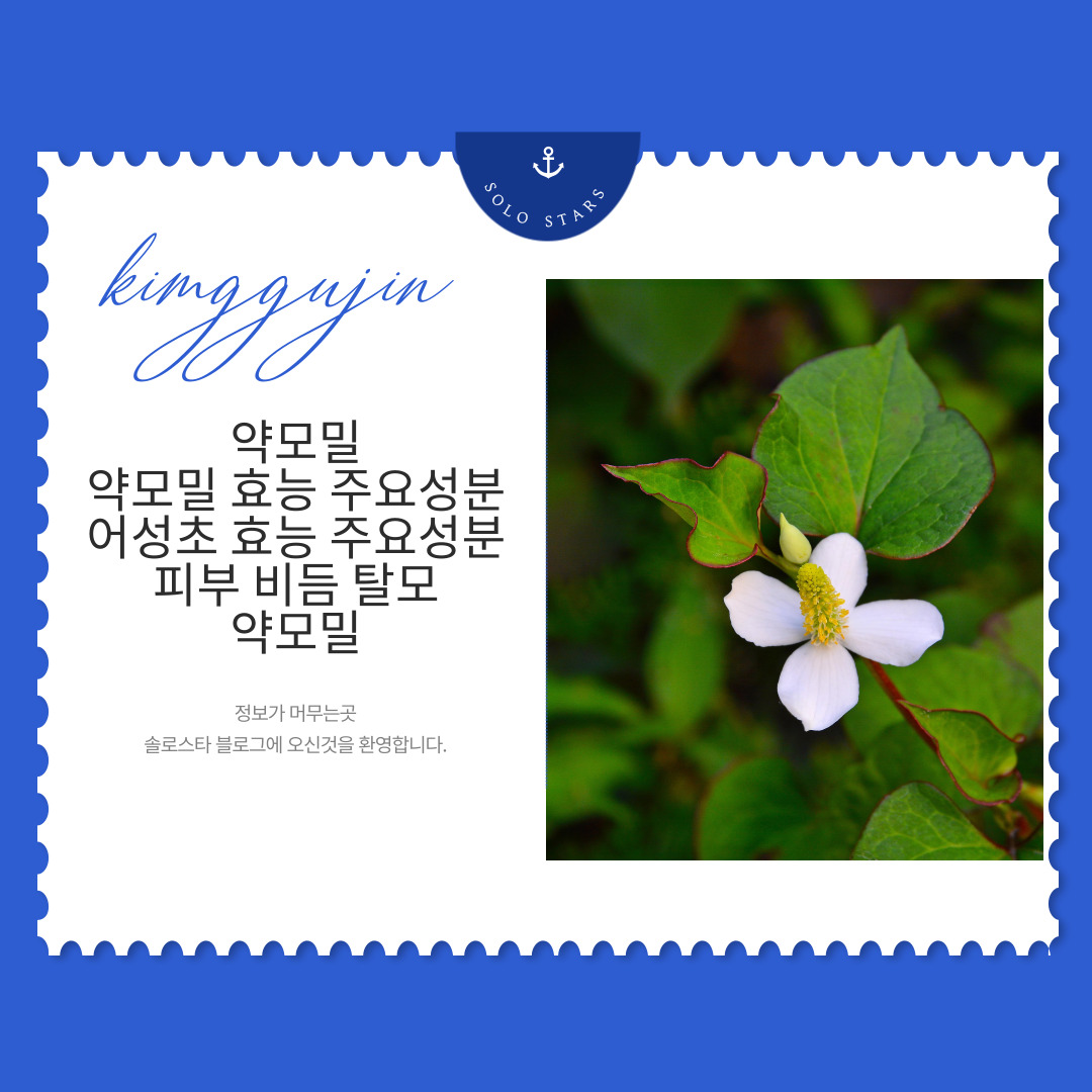 약모밀 사진