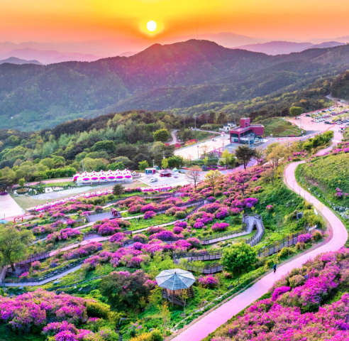산청황매산 철쭉제