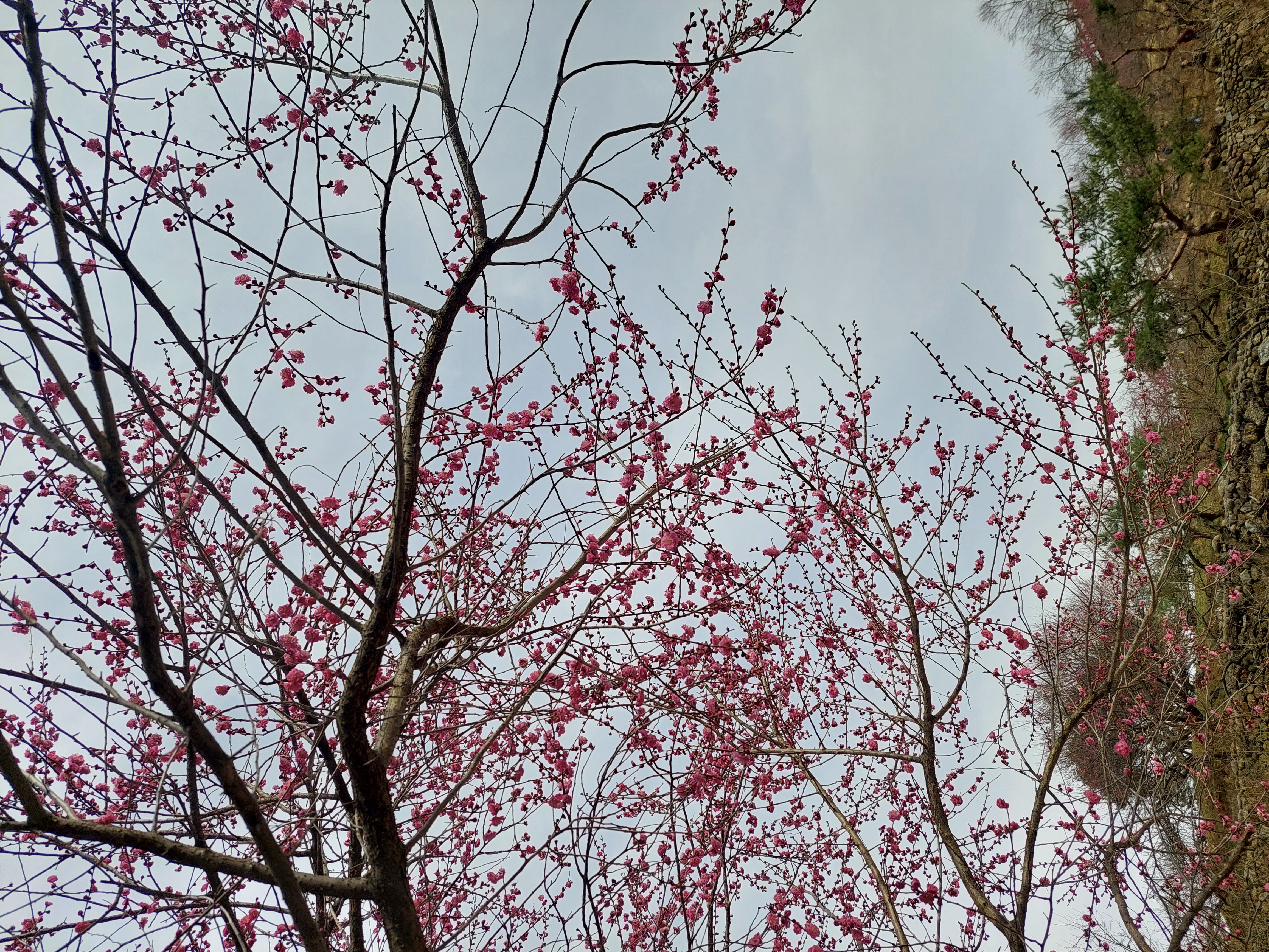 쫓비산