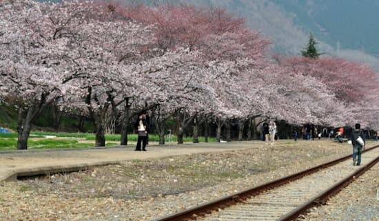 기찻길-벚꽃