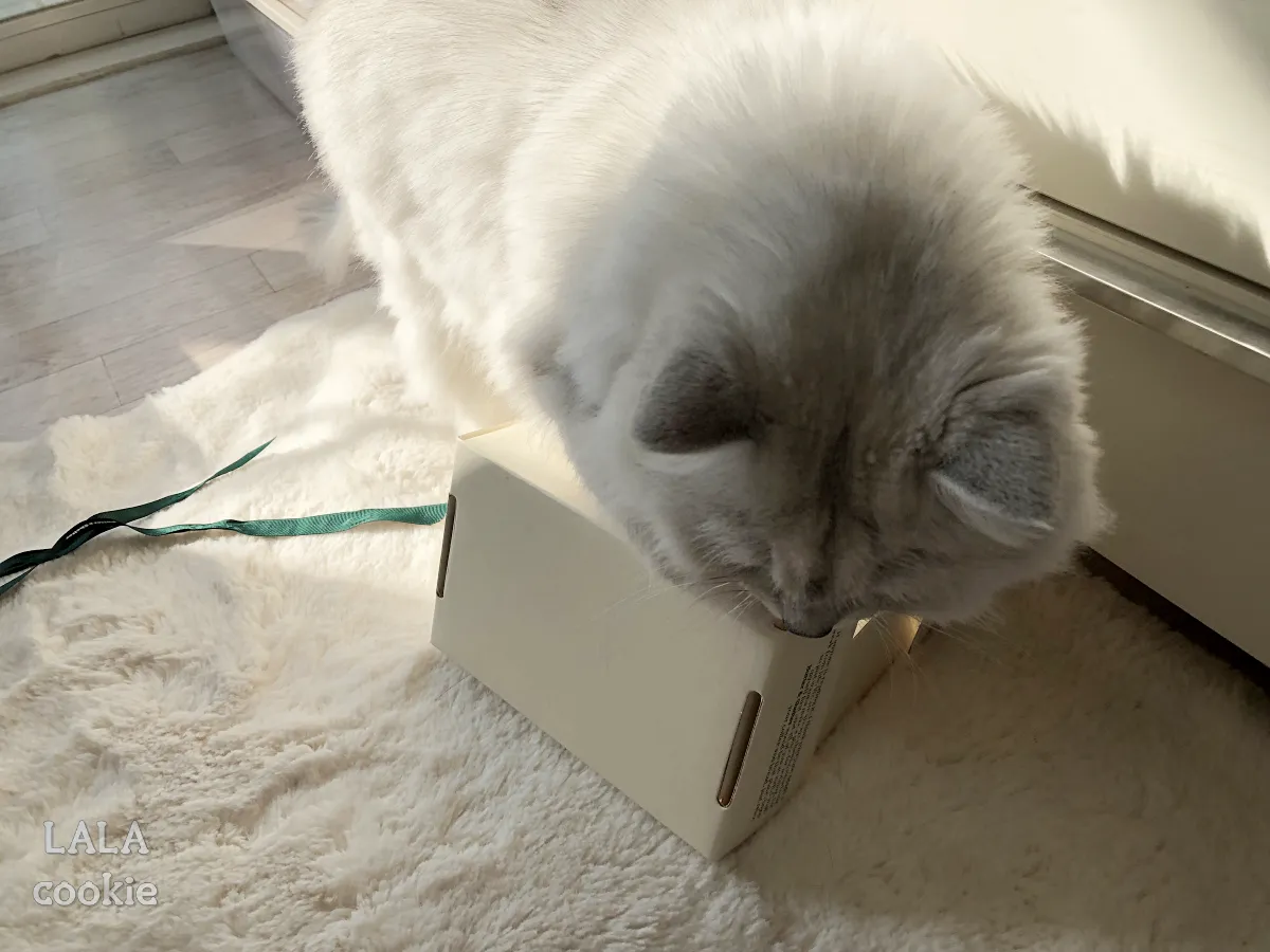 버터앤쉘터-박스를-가지고-노는-고양이