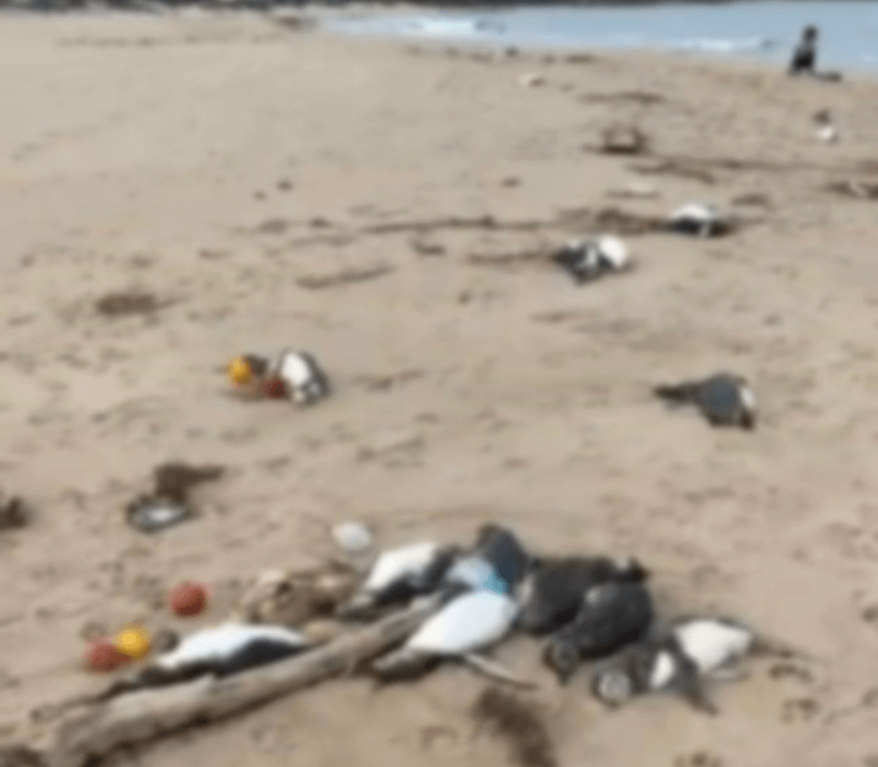 우루과이 펭귄 떼죽음