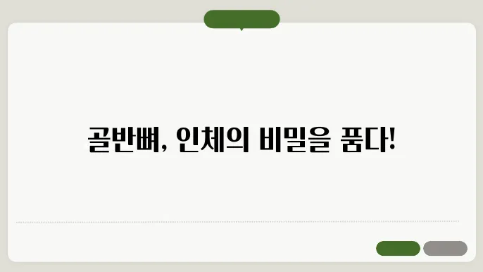 골반뼈의 구조