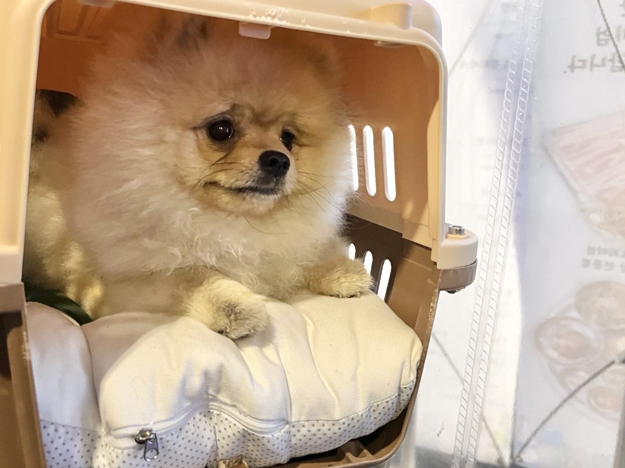 켄넬안에서 불안하게 견주를 기다리는 포메라니안