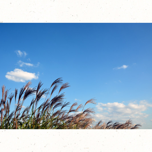 가을 제철 요리 추천