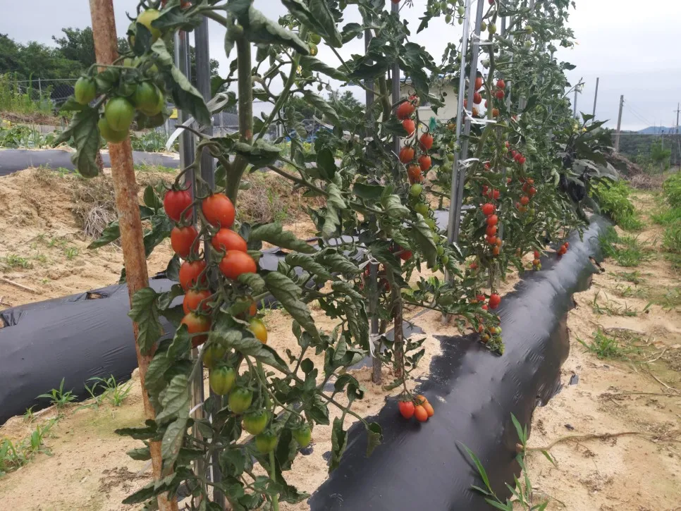 토마토 재배 지지대 설치 적심 유인 관리_3