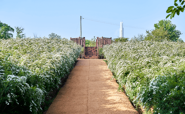 전주수목원-공조팝군락지