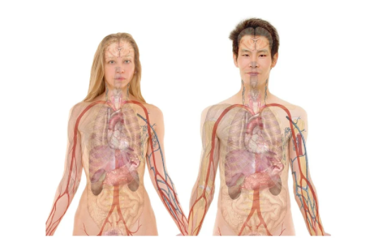 MBP 효능 부작용7