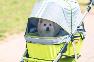 강아지유모차 사진/출처:어도비스톡