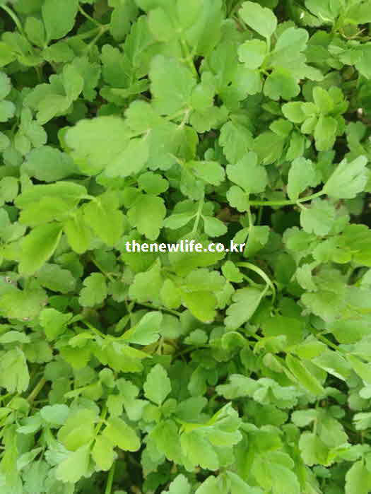 미나리 효능 장 건강 식이섬유