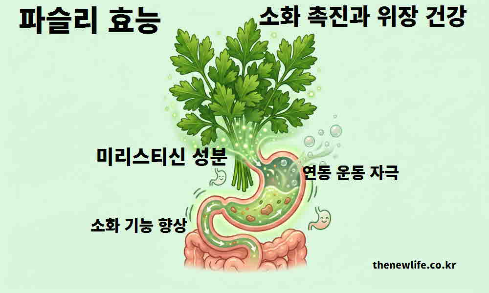 파슬리 효능 소화 촉진 위장 건강
