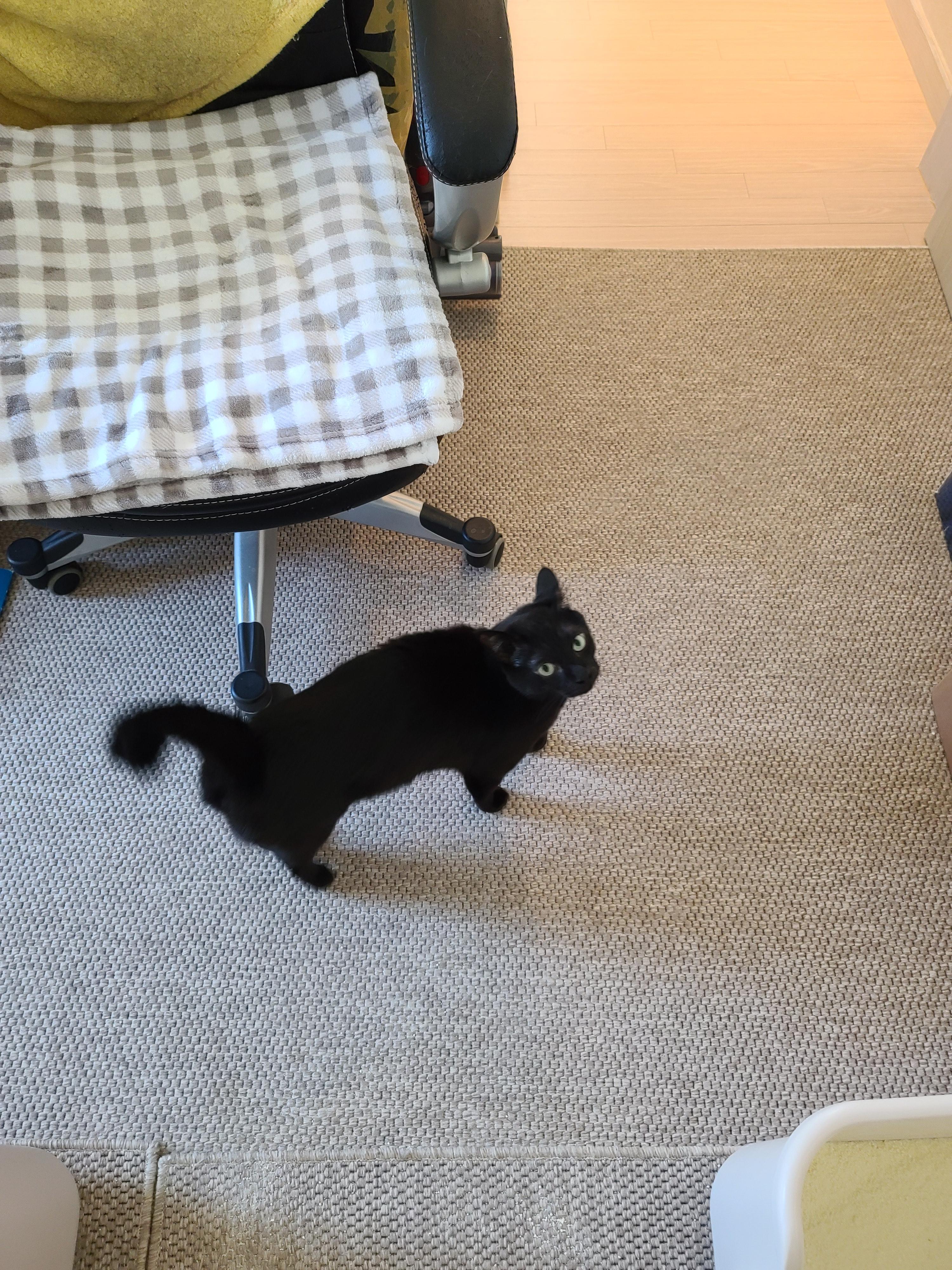 악덕 올블랙고양이 건이