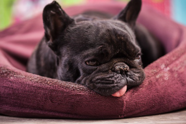 침대 안의 프렌치 불독.