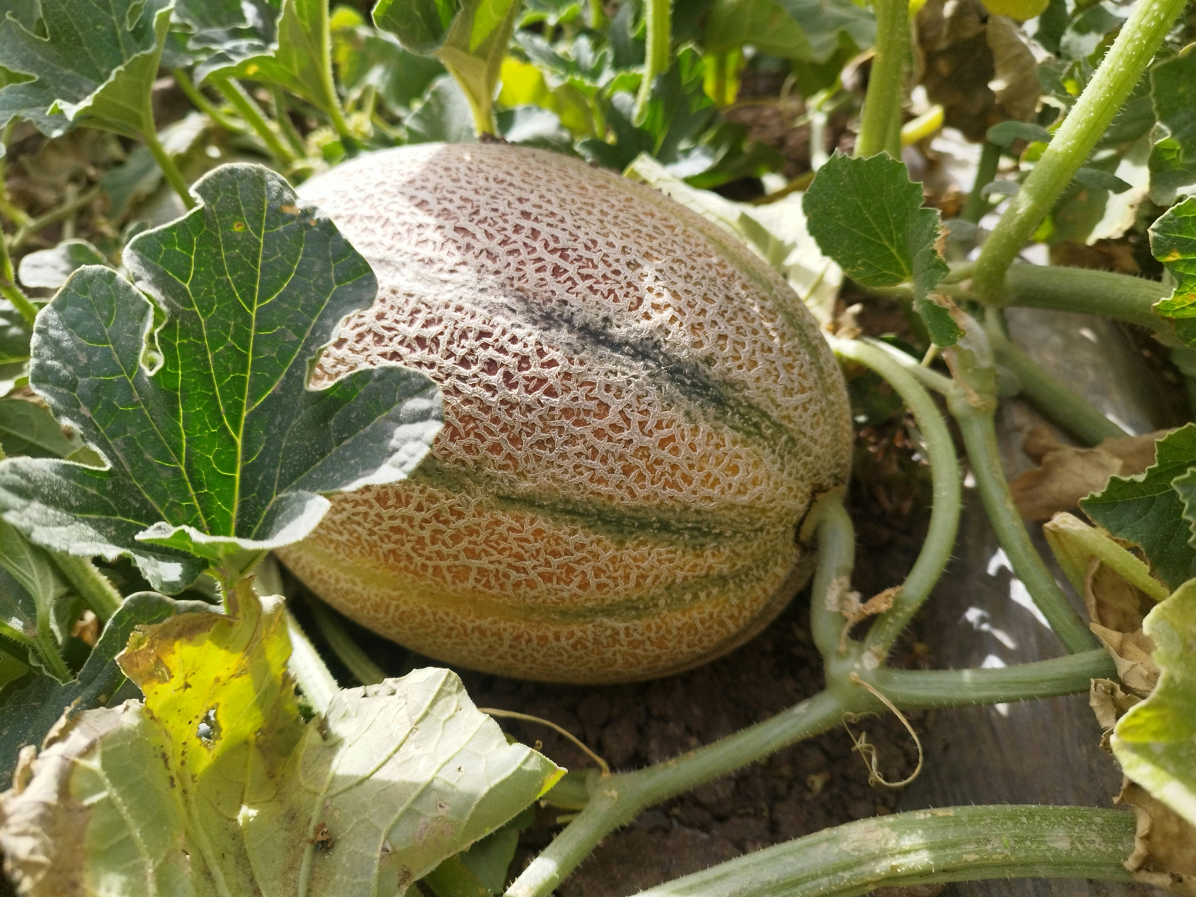 참외 순치기 방법