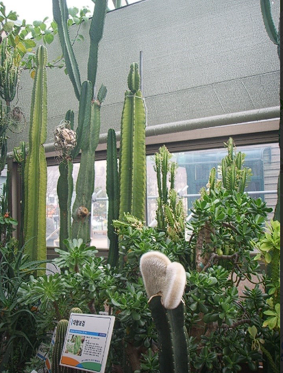 안산 식물원 매화, 카페 정보