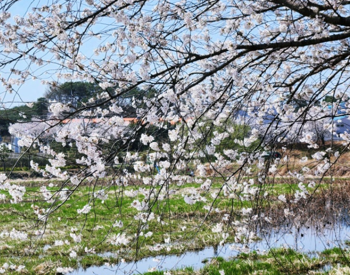 전남벚꽃 명소