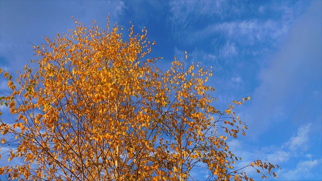 2025년 여수&middot;돌산대교&middot;오동도&middot;향일암&middot;이순신광장 단풍 50% 이상 실시간 현황