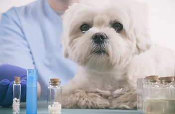 개의 담낭점액낭종을 알아채기 어려운 이유.