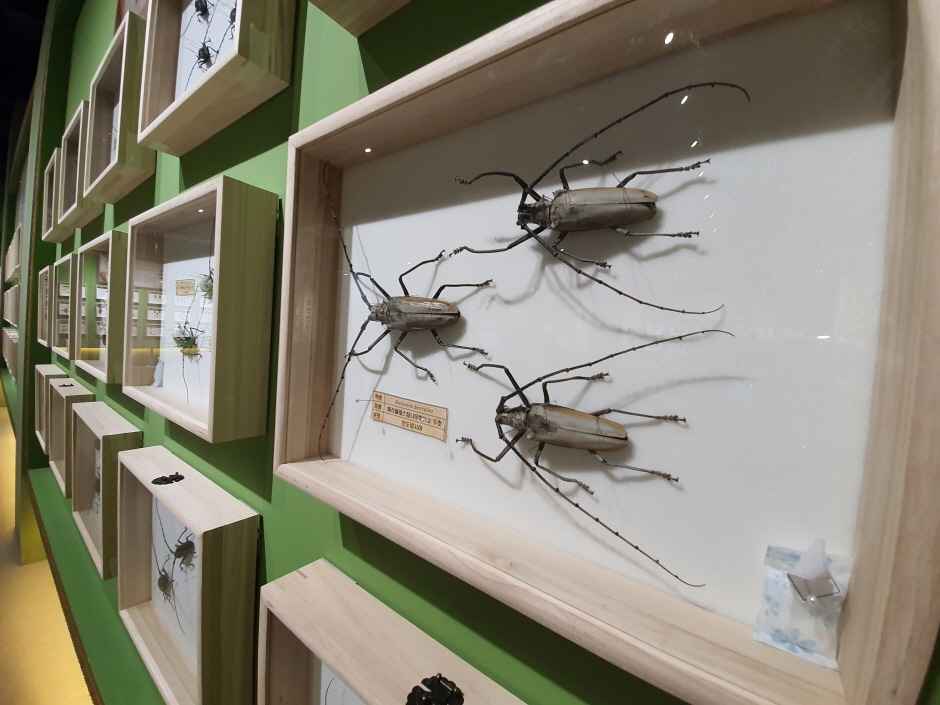 여주 가볼만한곳 베스트10 - 여주곤충박물관