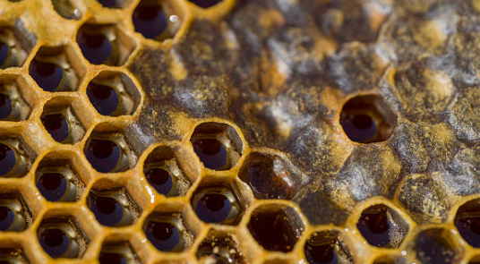 프로폴리스 효능, 부작용 총정리 (2024ver)