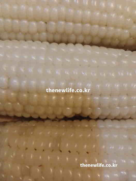 옥수수 효능 콜레스테롤 감소
