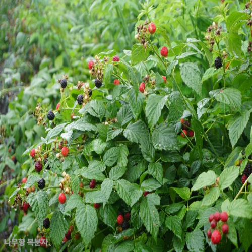 복분자