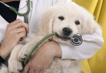 강아지와 바나나 사진 /출처:어도비스톡