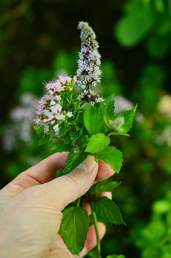 아이 방에 두면 좋은 학습 집중력 향상 식물