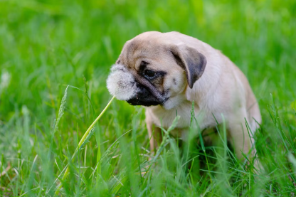 개가 저혈당이 되는 원인.