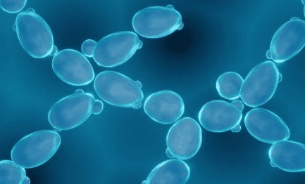 맥주효모의 효능