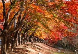 팔공산 단풍 명소