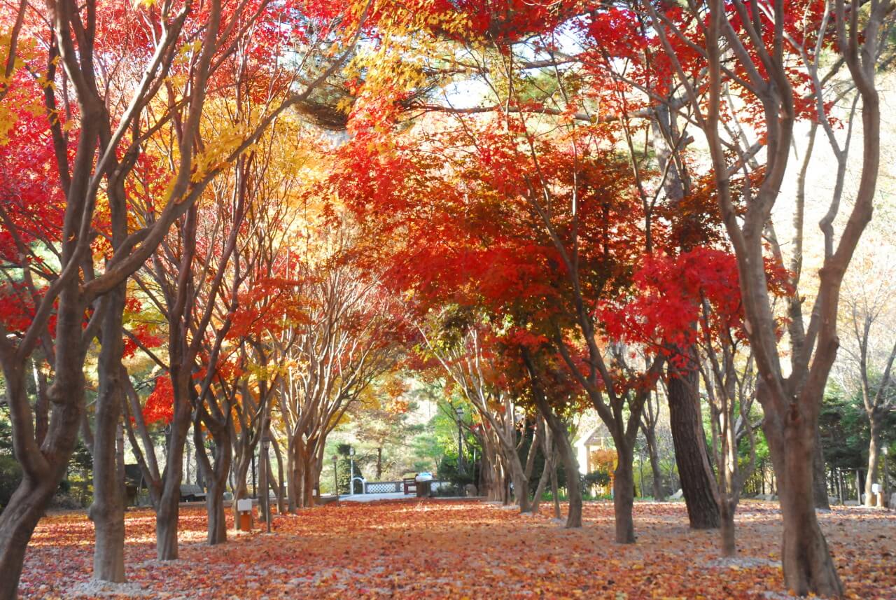 서울 근교 단풍 캠핑 명소 총정리 : 숲속 감성 100% 캠핑장 BEST 5_가평 두레캠핑장