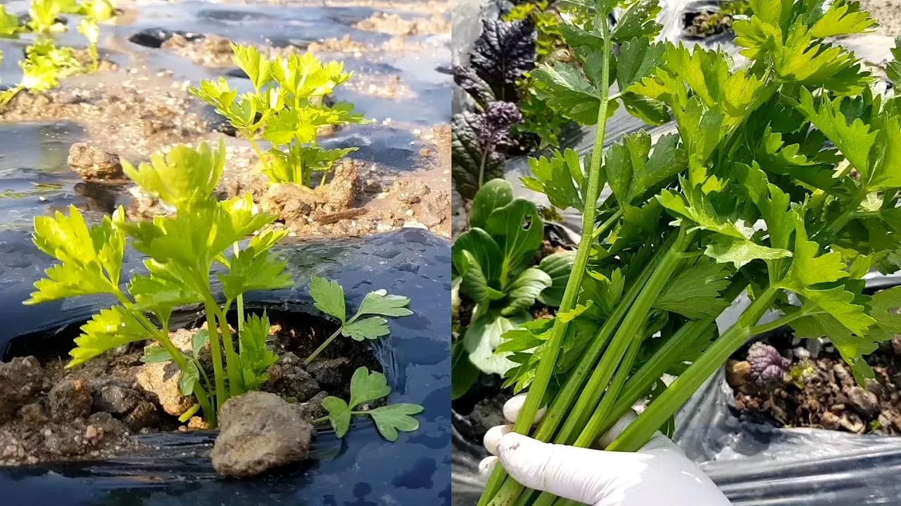 샐러리 재배 모종 심기 재배 거리 수확 연장_2