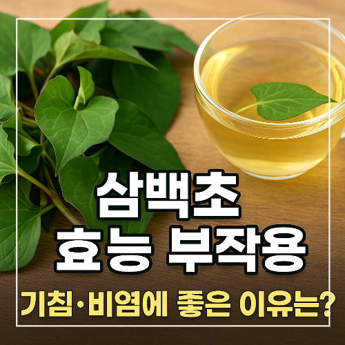 삼백초 효능 부작용