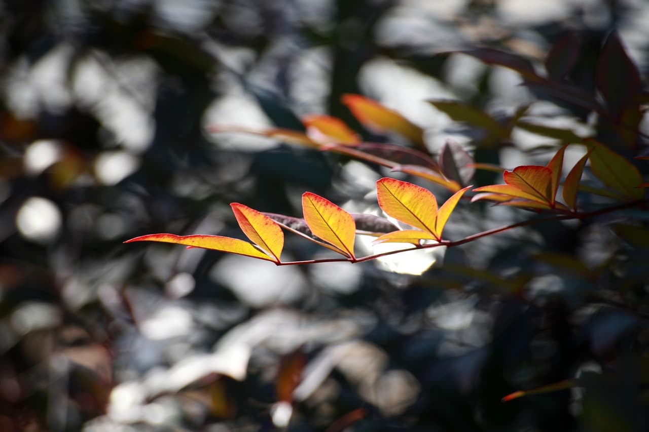 우울감 완화를 위한 향기 중심 스마트팜 레이아웃 구성법