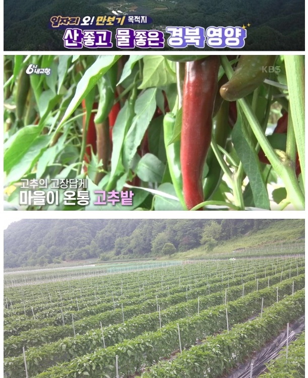 영양-고추-삼막골농장-건고추-주문-연락처