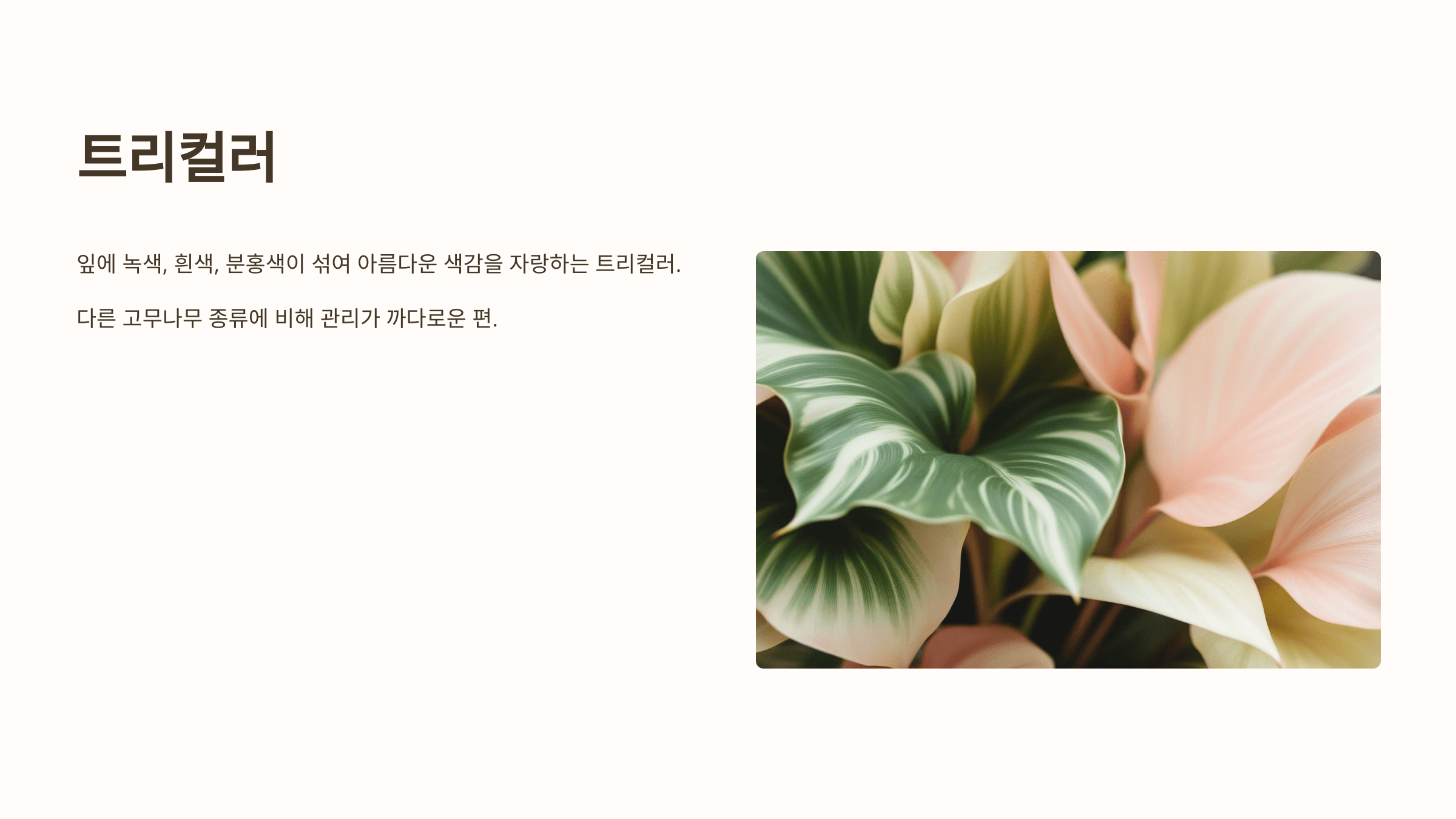 고무나무와 관련된 사진입니다.