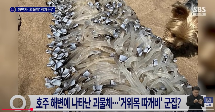 해변의 기이한 생물체